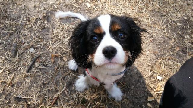 #puppy