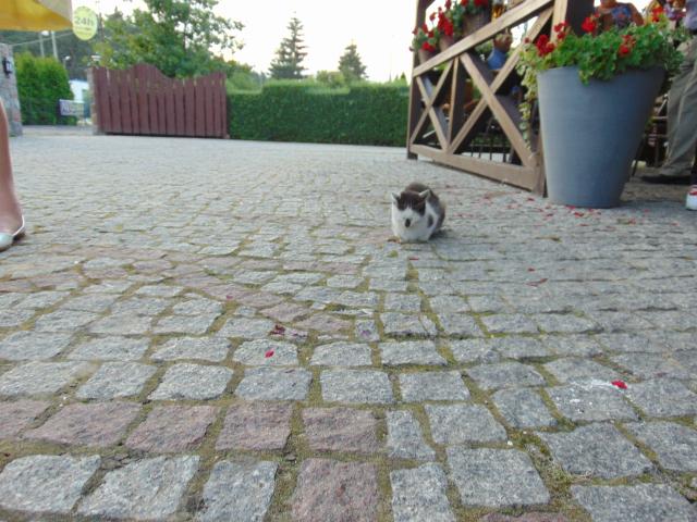 Kocik ;)