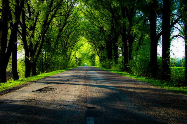 tree avenue..>