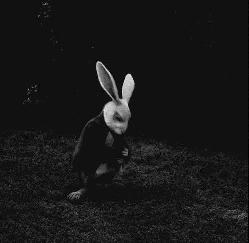 Wpis therabbithole