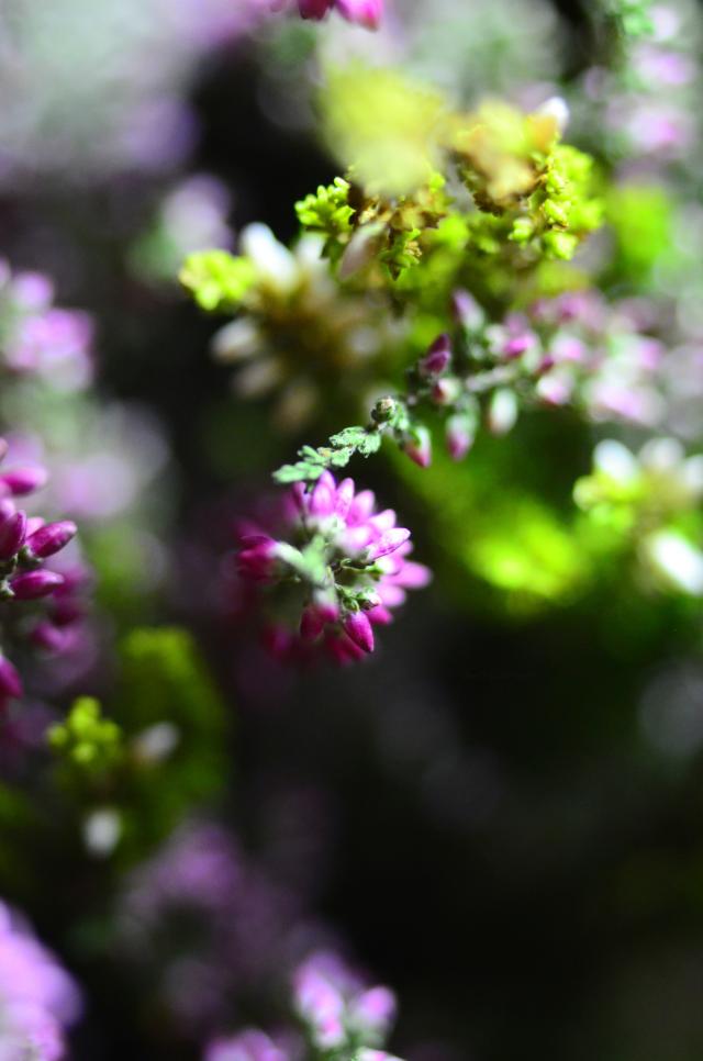 Wpis radicalis