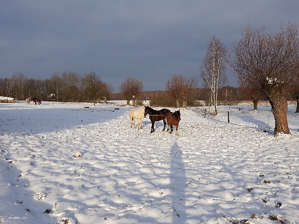 Wpis stajnialansada