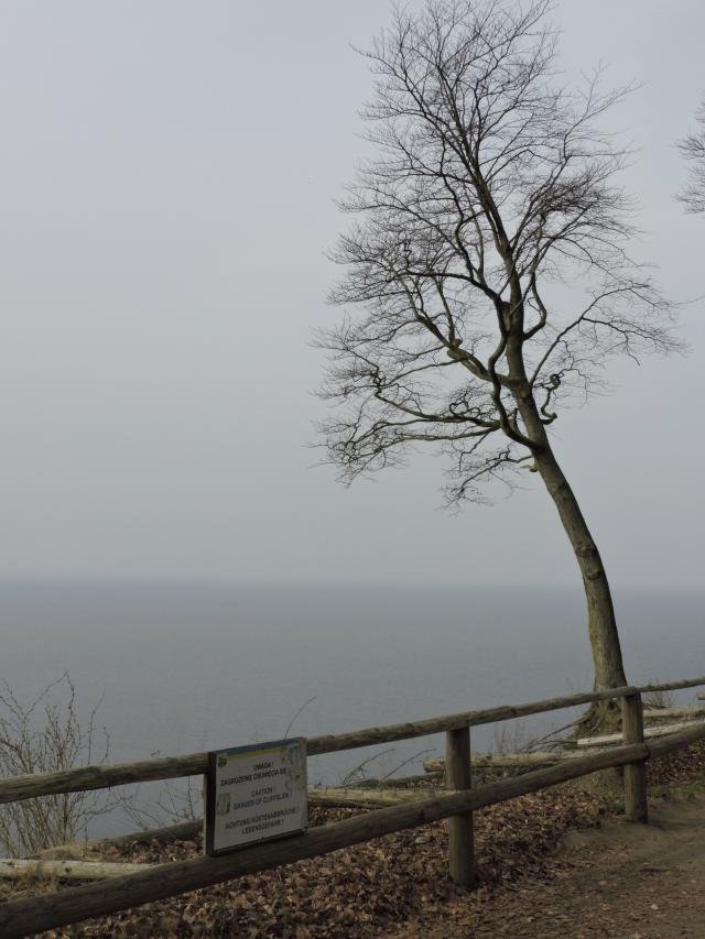 Drzewo, morze i tabliczka