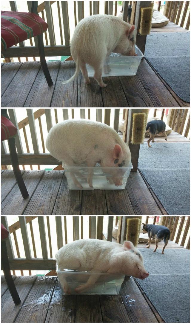 HAPPY PIG