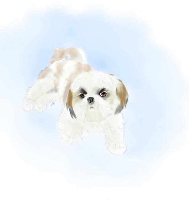 Shih tzu 