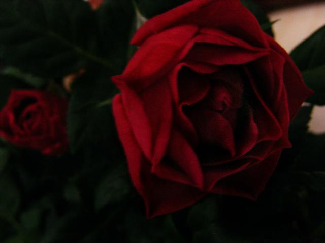 shy beauty