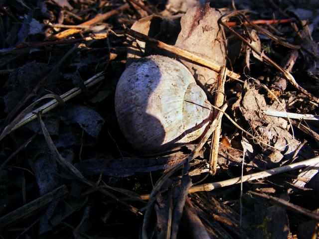 snail shell