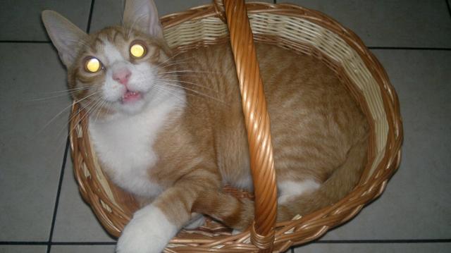 Wesoych wit ! :) 