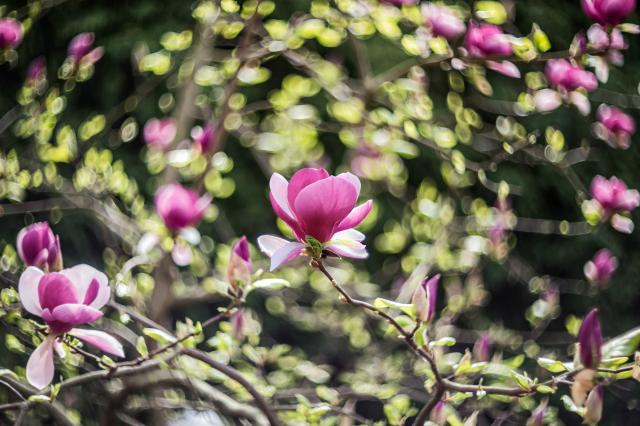 Kwitnce magnolie - Arboretum