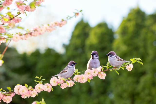 Passer domesticus x 3