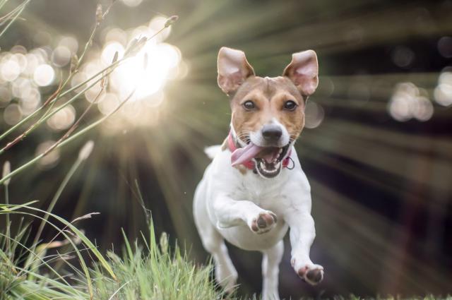 Jack Russell Terrier Dexter