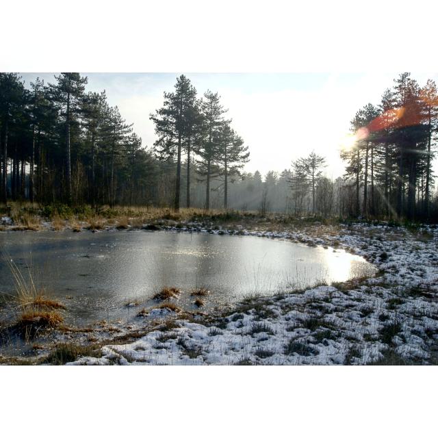 Kalmthoutse Heide