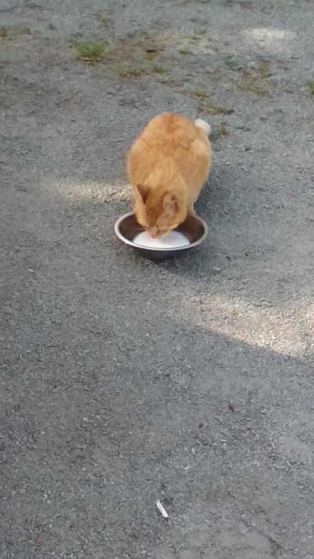 Wpis dodoijejzycie