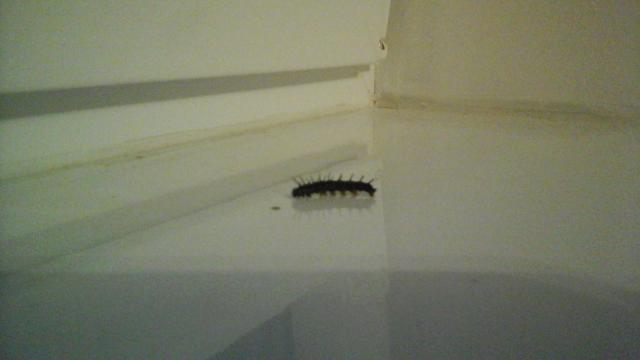 CATEPILLAR-HAIKU GSIENICA-HAIKU