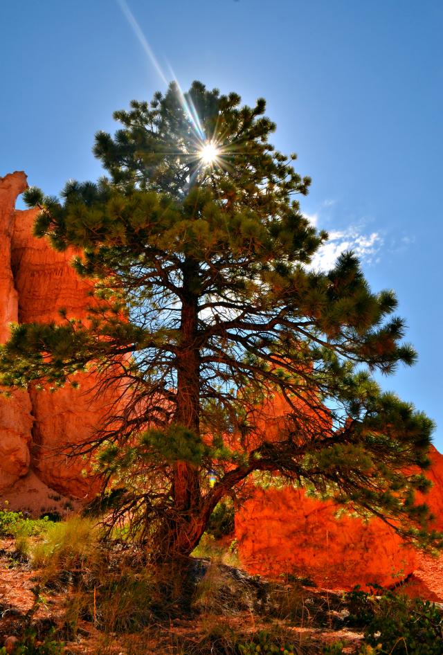 USA - Bryce Canyon