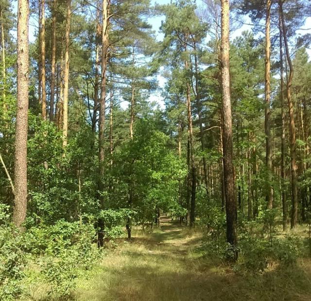 Szczliwego nowego...