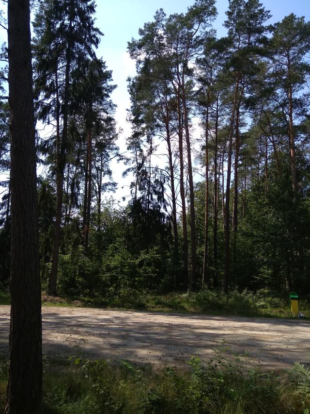 Las nadlenictwo kolumna