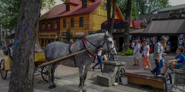 Wpis hrabiaczubrii
