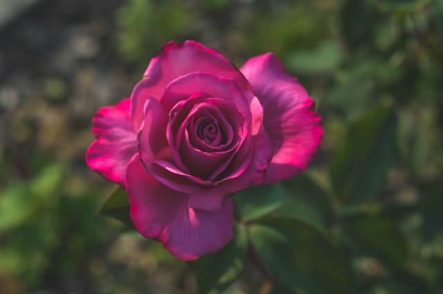 They call me The Wild Rose.