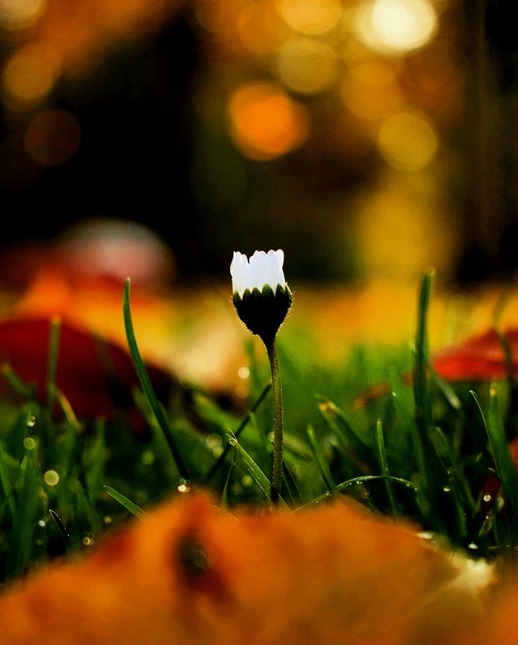 Wpis fotox98