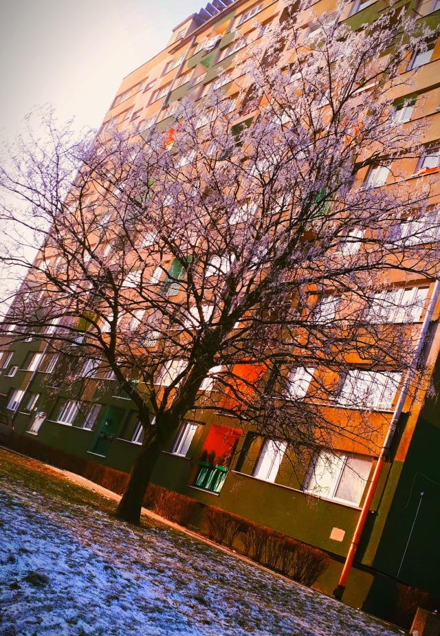 Wpis wariatkazpsychoza
