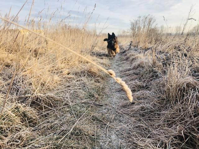 Happy dog.