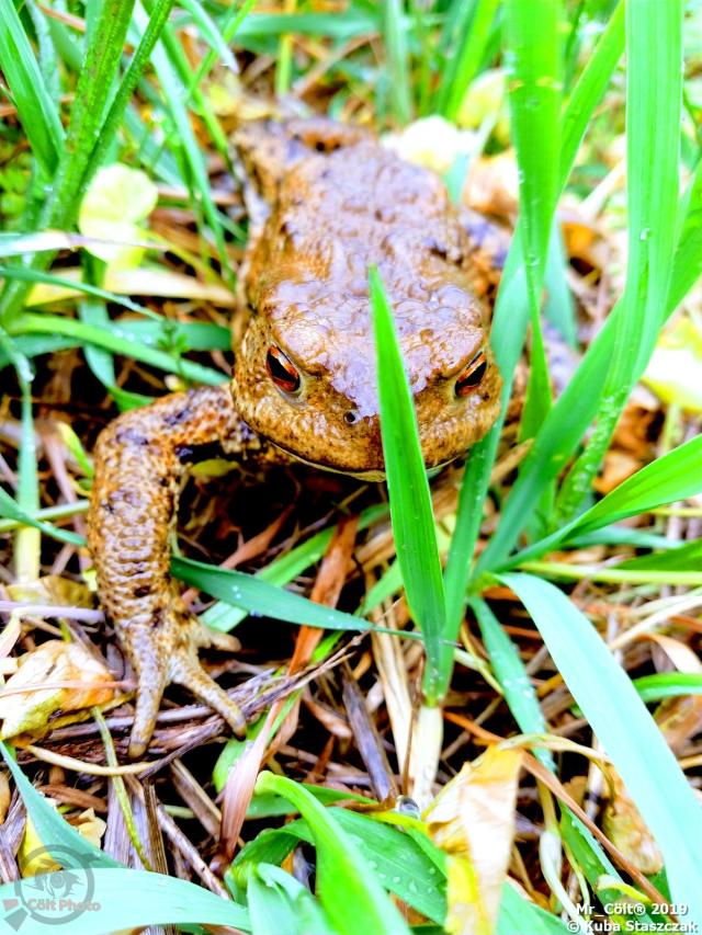 #47 - Bufo Bufo