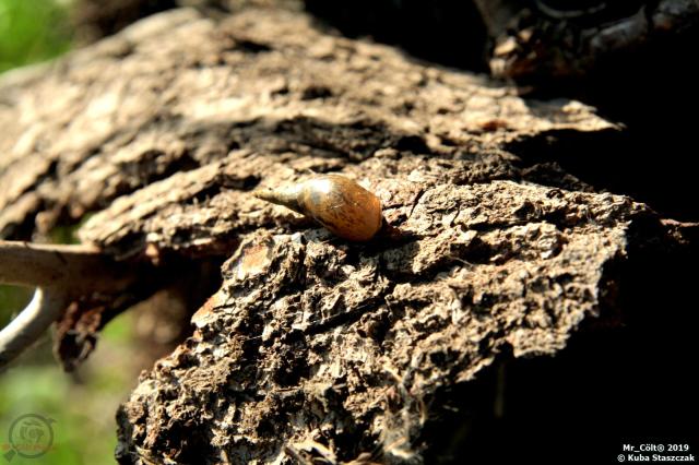 #56 - Lymnaea Stagnalis