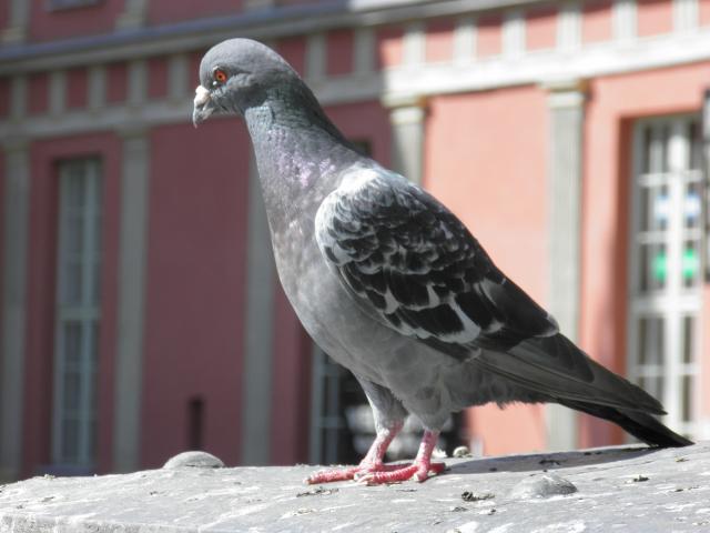 Wpis fotografiabezzasad