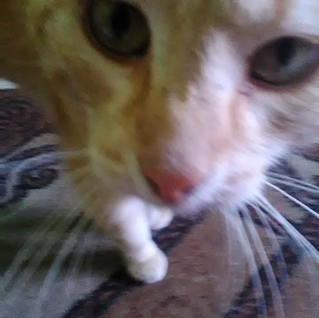 Kocik :* 