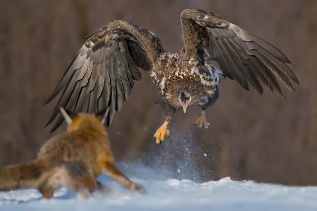Bielik vs lis