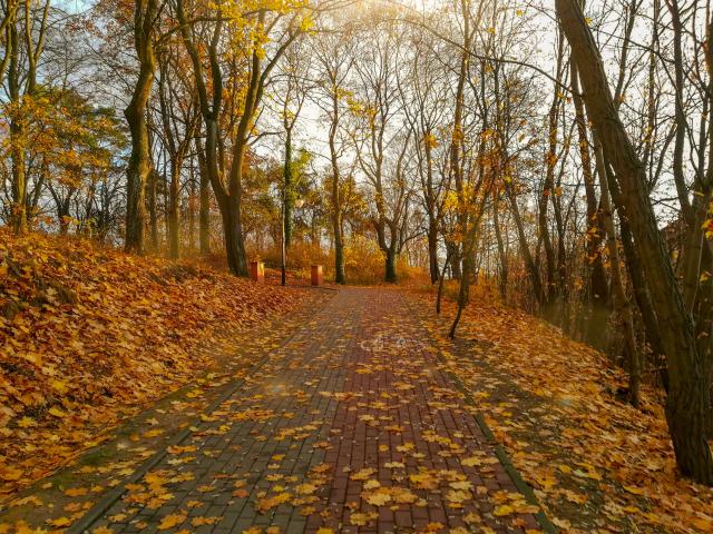 Autumn avenue