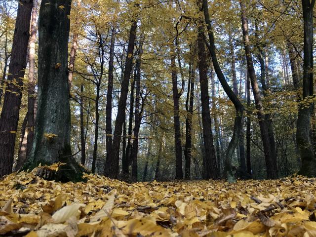 #PuszczaNiepoomice