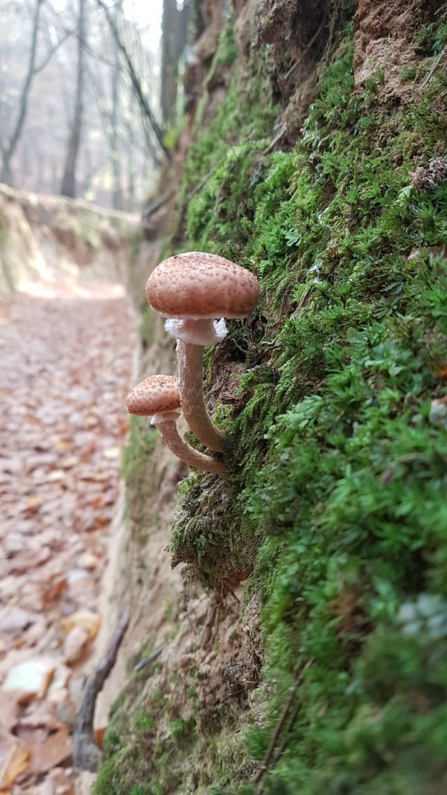 Opieka miodowa
