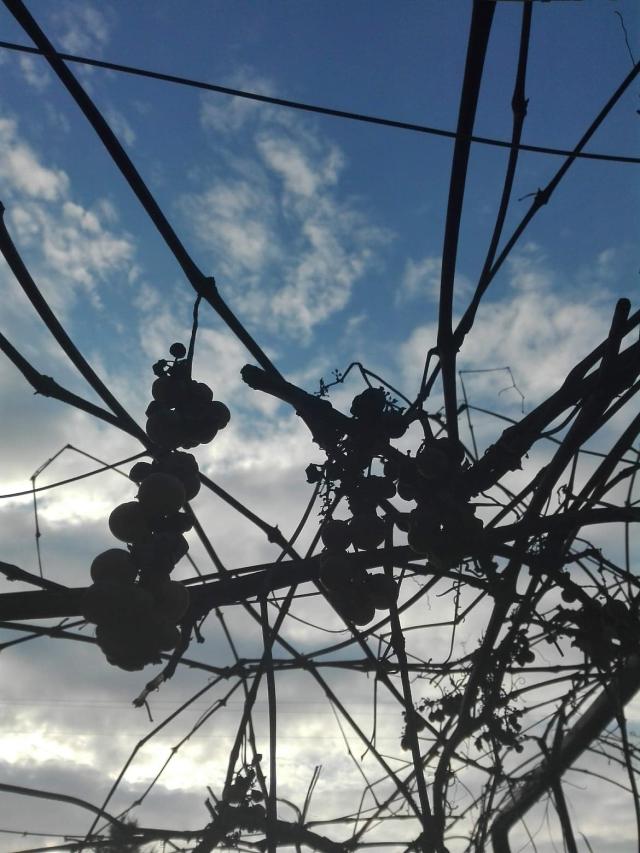 winogrono