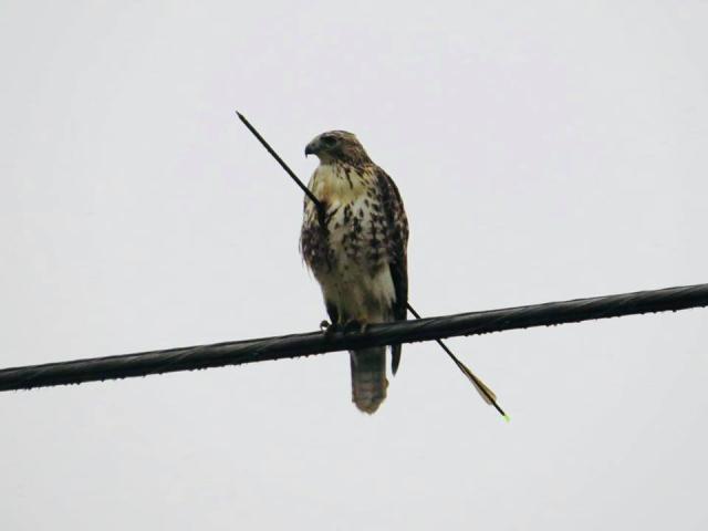 Wpis aeturnus
