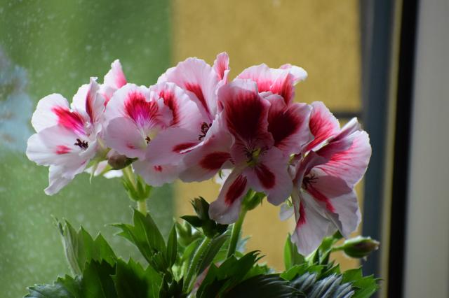 Pelargonia.