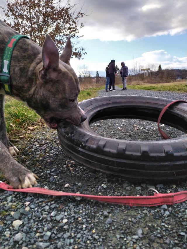 Amstaff