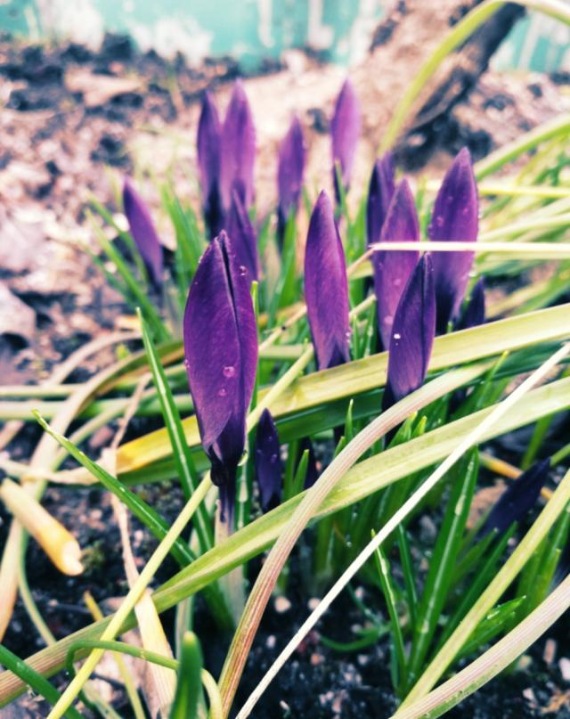 Frhling ist nah