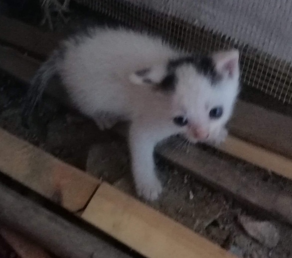 Chodzca Delicja 