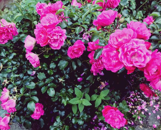 Pink Roses