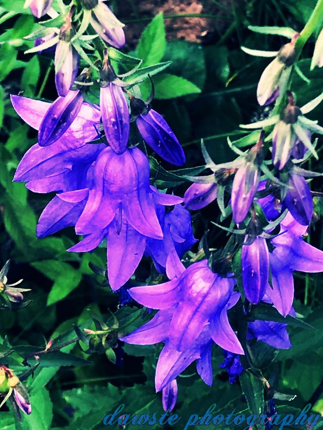 violet flowers