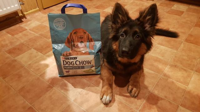 Purina dog Chow